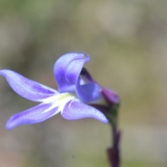 Lobelia dentata/gibbosa (Lobelia dentata or gibbosa) at Bolaro, NSW - 25 Jan 2014 by DavidMcKay