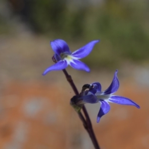 Lobelia dentata/gibbosa at Bolaro, NSW - 25 Jan 2014