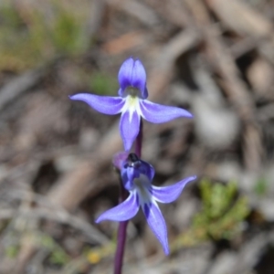 Lobelia dentata/gibbosa at Bolaro, NSW - 25 Jan 2014