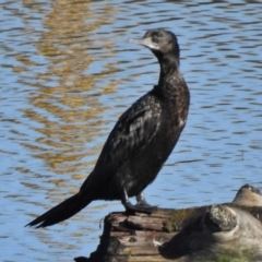 Phalacrocorax sulcirostris (Little Black Cormorant) at National Arboretum Forests - 20 May 2017 by JohnBundock