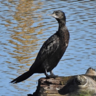 Phalacrocorax sulcirostris (Little Black Cormorant) at Molonglo Valley, ACT - 20 May 2017 by JohnBundock