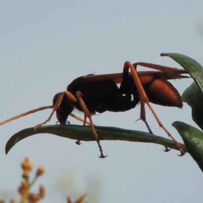 Cryptocheilus sp. (genus) (Spider wasp) at Urambi Hills - 24 Jan 2017 by michaelb