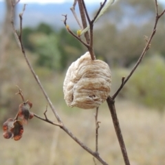 Mantidae - egg case (family) (Egg case of praying mantis) at Melrose - 31 Jan 2016 by MichaelBedingfield