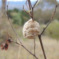 Mantidae (family) (Egg case of praying mantis) at Old Tuggeranong TSR - 31 Jan 2016 by michaelb