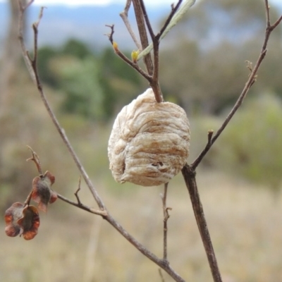 Mantidae - egg case (family) (Egg case of praying mantis) at Melrose - 31 Jan 2016 by MichaelBedingfield
