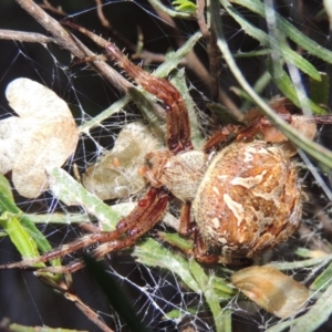 Hortophora transmarina at Old Tuggeranong TSR - 31 Jan 2016