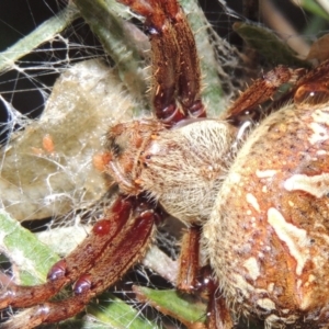 Hortophora transmarina at Old Tuggeranong TSR - 31 Jan 2016