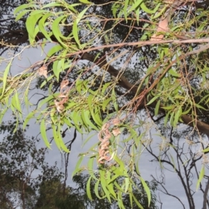 Acacia implexa at Urambi Hills - 6 Feb 2017