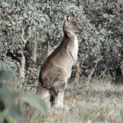 Macropus giganteus (Eastern Grey Kangaroo) at Bungendore, NSW - 21 May 2017 by yellowboxwoodland