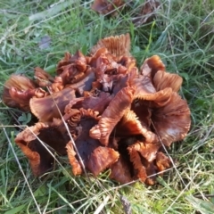 zz agaric (stem; gills not white/cream) at Jerrabomberra, ACT - 21 May 2017 by Mike