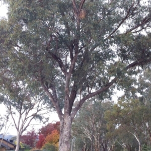 Eucalyptus bridgesiana at Hughes Garran Woodland - 12 Apr 2017 12:00 AM