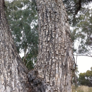 Eucalyptus bridgesiana at Hughes Garran Woodland - 12 Apr 2017 12:00 AM