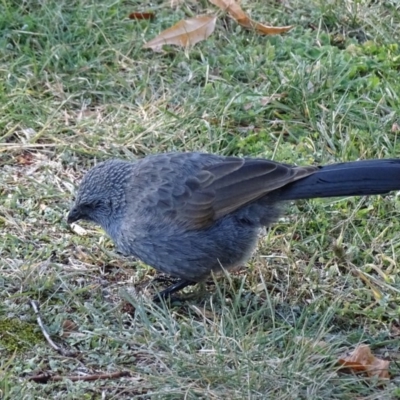 Struthidea cinerea (Apostlebird) at Watson, ACT - 21 May 2017 by AaronClausen