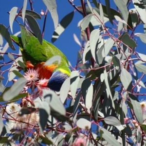 Trichoglossus moluccanus at Watson, ACT - 21 May 2017 01:40 PM