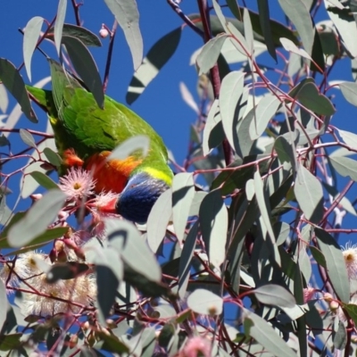 Trichoglossus moluccanus (Rainbow Lorikeet) at Watson, ACT - 21 May 2017 by AaronClausen