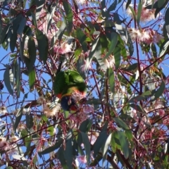 Trichoglossus moluccanus at Watson, ACT - 21 May 2017 01:40 PM