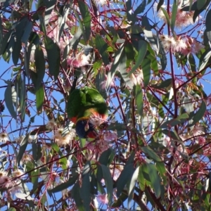 Trichoglossus moluccanus at Watson, ACT - 21 May 2017 01:40 PM