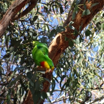 Polytelis swainsonii (Superb Parrot) at Watson, ACT - 21 May 2017 by AaronClausen