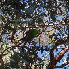 Polytelis swainsonii at Watson, ACT - 21 May 2017