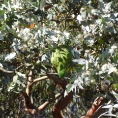 Polytelis swainsonii at Watson, ACT - 21 May 2017