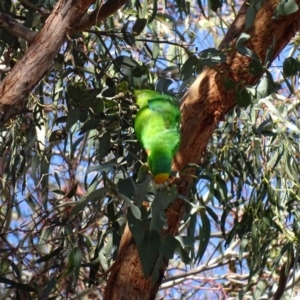 Polytelis swainsonii at Watson, ACT - 21 May 2017