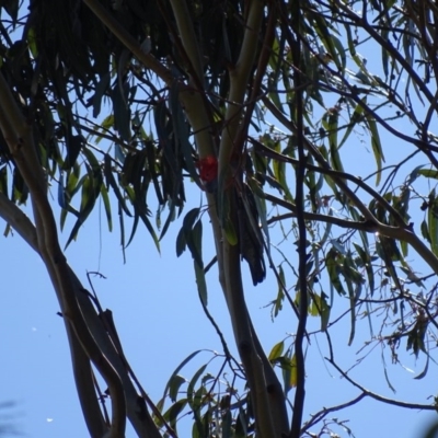 Callocephalon fimbriatum (Gang-gang Cockatoo) at Watson, ACT - 21 May 2017 by AaronClausen