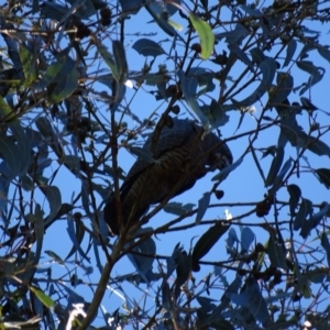 Callocephalon fimbriatum at Watson, ACT - 21 May 2017