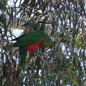 Alisterus scapularis at Watson, ACT - 21 May 2017