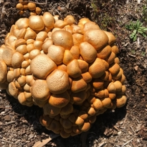 Gymnopilus junonius at Hackett, ACT - 21 May 2016