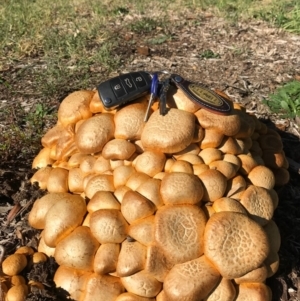 Gymnopilus junonius at Hackett, ACT - 21 May 2016