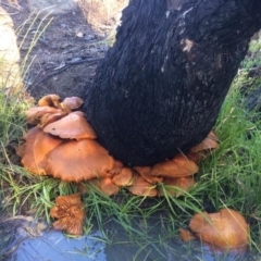 Gymnopilus junonius (Spectacular Rustgill) at Kambah, ACT - 20 May 2017 by George