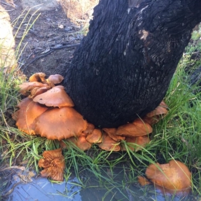 Gymnopilus junonius (Spectacular Rustgill) at Mount Taylor - 20 May 2017 by George