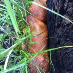 Gymnopilus junonius at Kambah, ACT - 21 May 2017