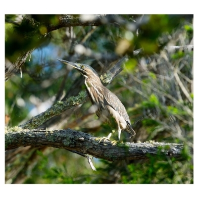 Butorides striata (Striated Heron) at Millingandi, NSW - 20 May 2017 by JulesPhotographer