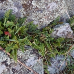 Pellaea calidirupium at Belconnen, ACT - 21 May 2017