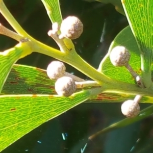 Acacia melanoxylon at Garran, ACT - 21 May 2017 11:12 AM