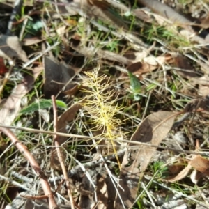 Asparagus officinalis at O'Malley, ACT - 21 May 2017