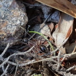 Camponotus intrepidus at O'Malley, ACT - 21 May 2017 11:32 AM