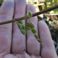 Oxytes brachypoda at Belconnen, ACT - 21 May 2017