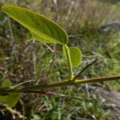 Oxytes brachypoda at Belconnen, ACT - 21 May 2017