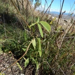 Oxytes brachypoda at Belconnen, ACT - 21 May 2017