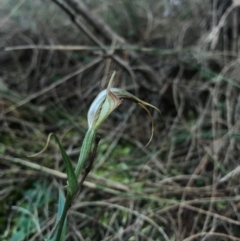 Diplodium laxum (Antelope greenhood) at P11 - 21 May 2017 by AaronClausen