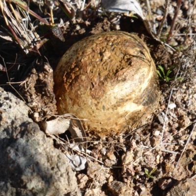 Pisolithus marmoratus (Horse Dung Fungus) at Symonston, ACT - 21 May 2017 by Mike