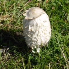 Coprinus comatus (Shaggy Ink Cap) at O'Malley, ACT - 21 May 2017 by Mike