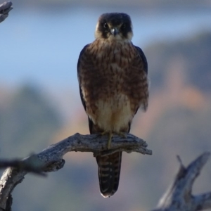 Falco longipennis at Garran, ACT - 16 May 2017