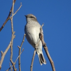 Melanodryas cucullata cucullata at Googong, NSW - suppressed