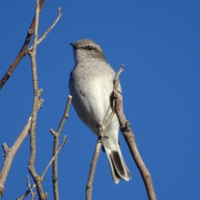 Melanodryas cucullata (Hooded Robin) at Googong Foreshore - 20 May 2017 by roymcd