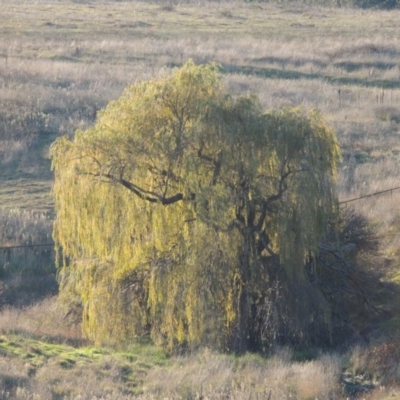 Salix babylonica (Weeping Willow) at Molonglo River Reserve - 21 May 2017 by michaelb