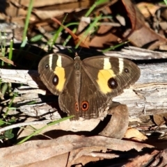 Tisiphone abeona (Varied Sword-grass Brown) at Nelson, NSW - 30 Apr 2017 by RossMannell