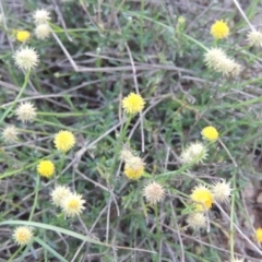 Calotis lappulacea (Yellow Burr Daisy) at Denman Prospect, ACT - 21 May 2017 by MichaelBedingfield